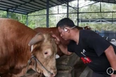 Presiden Prabowo Pilih Bison untuk Kurban di Balikpapan, Bobotnya Jumbo