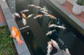 Tak Hanya Warga, Wako Agung Ikut Merugi Gegara Listrik Padam, Puluhan Ikan Koi Mati