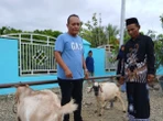 Iduladha 2026, Kristalin Ekalestari Salurkan Puluhan Kurban Sapi & Kambing di Papua