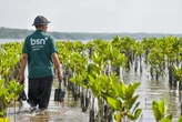 Hari Mangrove Sedunia, BSN Berkomitmen Jaga Ekosistem Pesisir