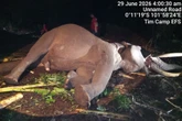 Gajah Jantan Indro Mati di Tesso Nilo, Ini Penyebabnya
