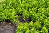 Program Mangrove NHM di Kao Sukses Pulihkan Pesisir & Tingkatkan Ketahanan Lingkungan