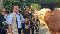 Tanpa APBD, ASN Sumsel Salurkan 148 Sapi Kurban Untuk Warga