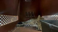 Penjelasan BBKSDA Jabar Soal Macan Tutul yang Ditemukan di Lantai Dua Hotel Anugerah Bandung
