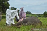 23 Gajah Sumatera Mati di TNTN, Habitat Terus Tergerus Perambahan  