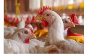 Peternak Wajib Tahu Ini, Ternyata Begini Cara Mudah Mengatasi Bau Kandang Ayam