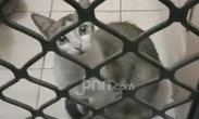 Viral Video Penyiksaan Kucing, Lirabica Lapor Polisi