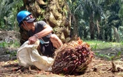 Ketua DPD Yakin Harga Sawit Kembali Normal Secara Bertahap