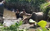 Hendak Diturunkan dari Pikap, Sapi Kurban di Palembang Lepas ke Sungai, Lihat!