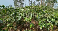 Lahan Kopi JCE Kembali Dirusak, Aparat Diminta Segera Berindak