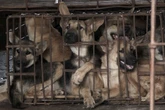 Perdagangan Daging Anjing Marak, Dogmeat Free Indonesia Ingatkan Bahaya Rabies  
