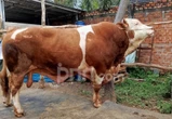 Blembo Si Sapi Ganteng Terpilih Jadi Hewan Kurban Prabowo