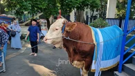 Prabowo Kurban 1.098 Ekor Sapi, Diberikan ke Seluruh Provinsi hingga Kabupaten