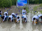 Perkuat Ketahanan Ekosistem Pesisir, ASDP Tanam 2.500 Mangrove di Pagimana