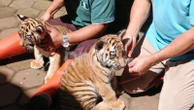 Penampakan Huru dan Hara, Si Kembar Harimau Benggala dari Bandung Zoo