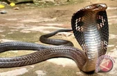 Pawang Ular Tewas Seusai Berduel dengan King Kobra 4 Meter di Sukabumi