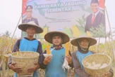 Polri Bersinergi dengan PIK, Warga Panen Raya Jagung di Teluknaga