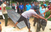 Anak Gajah Tersesat di Permukiman Warga, Kebingungan, Lihat