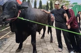 Kakinya Diinjak Sapi 1,2 Ton, Fairuz A Rafiq Dibawa ke Rumah Sakit