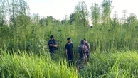 Bikin Heboh, Tanaman Mirip Ganja Ditemukan di Pekanbaru, Begini Kata Polisi  