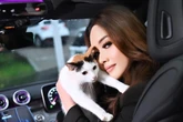 Lirabica Tolak Pembuatan Wisata Pulau Kucing di Kepulauan Seribu