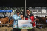 JICT Serahkan 42 Ekor Sapi Kurban untuk Masyarakat Sekitar Pelabuhan