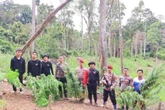 Polisi Memusnahkan 6 Hektare Ladang Ganja di Mandailing Natal