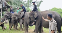 Gajah di PLG Sebanga Bertahan Hidup dengan Memakan Pelepah Sawit  