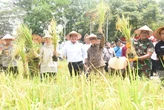 Tingkatkan Produktivitas Lahan, Gubernur Herman Deru Dorong Intensifikasi Pertanian