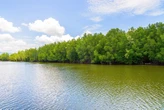 Mangrove Indonesia Berperan dalam Mitigasi Perubahan Iklim dan Potensi Karbon Biru