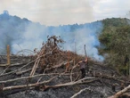 Bakar Lahan di Kawasan Hutan Lindung Kuansing, 3 Pelaku Ditangkap Polisi