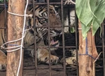 Harimau Sumatera Jantan Dievakuasi dari Habitatnya di Pelalawan