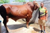 Lihat Tuh, Sapi Kurban Milik Prabowo untuk Warga Sidrap, Besar, Harganya Wow
