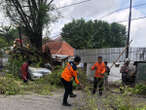 Lagi, Pohon Tumbang di Semarang, Mobil Ringsek Bagian Depan