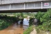 Hari Gajah Sedunia, Hutama Karya Bangun UPG di Sejumlah Tol Trans Sumatera