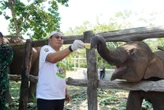 Irjen Herry Berduka atas Matinya Gajah Tari, Simbol Keseimbangan Alam Semakin Rapuh
