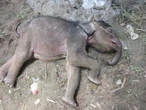 BBKSDA Riau Ungkap Penyebab Anak Gajah Sumatra Mati