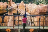 Asyik, Kebun Binatang Surabaya Bagikan Tiket Gratis pada 17 Agustus, Catat Syaratnya