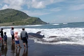 Heboh, Hiu Tutul Terdampar di Pantai Pancer Jember