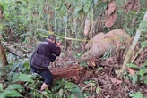Gajah Sumatra Ditemukan Mati di Aceh Timur, Penyebab belum Diketahui