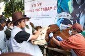 Genjot Produksi Daging, Pemprov Jateng Akan Vaksinasi PMK pada Sejuta Hewan Ternak