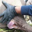 Kabar Duka, Anak Gajah “Tari” Adik Domang di TNTN Ditemukan Mati