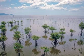 Selamatkan Mangrove, Implementasi PP 27/2025 Butuh Kolaborasi Multi-Pihak