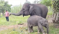 Hari Gajah Sedunia, Mamalia Ini Kehilangan Rumahnya di Riau