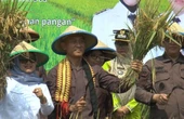 Luncurkan Petani Mitra Adhyaksa, Kejati Lampung Targetkan Panen Raya 28 Ribu Ton Gabah