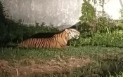 Kemunculan Harimau Sumatra di Dumai Bikin Heboh
