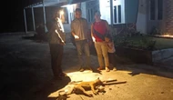 9 Warga Digigit Anjing Mengamuk di Tenayan Raya, Balita Terluka di Leher