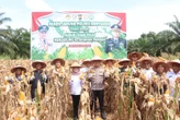 Dukung Program Swasembada Pangan Nasional, Polres Banyuasin Panen Perdana Jagung 15 Ton
