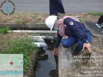Kementerian Lingkungan Hidup Temukan Dugaan Pencemaran di DAS Brantas