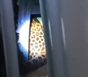 Heboh Macan Tutul Masuk Kantor Desa di Kuningan, BKSDA Jabar Turun Tangan